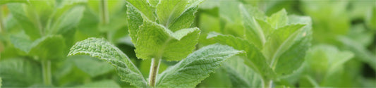 Home Gardener’s Quick Start Guide to Starting Seeds  in Soil Blocks