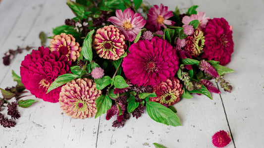 Seed Kit: Carolina Jewel